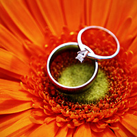 Wedding rings on orange flower